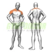 LATERAL DELTOIDS – OLDALSÓ VÁLLNYOMÓ -Panatta Fitevo