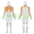 HORIZONTAL BENCH PRESS – VÍZSZINTES FEKVENYOMÓ GÉP -Panatta Freeweight Hp