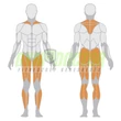 SQUAT LUNGE – GUGGOLÓ -Panatta Freeweight Hp