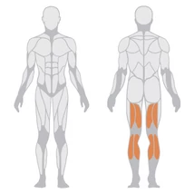 LEG CURLING – COMBFESZÍTŐ GÉP -Panatta Freeweight Hp